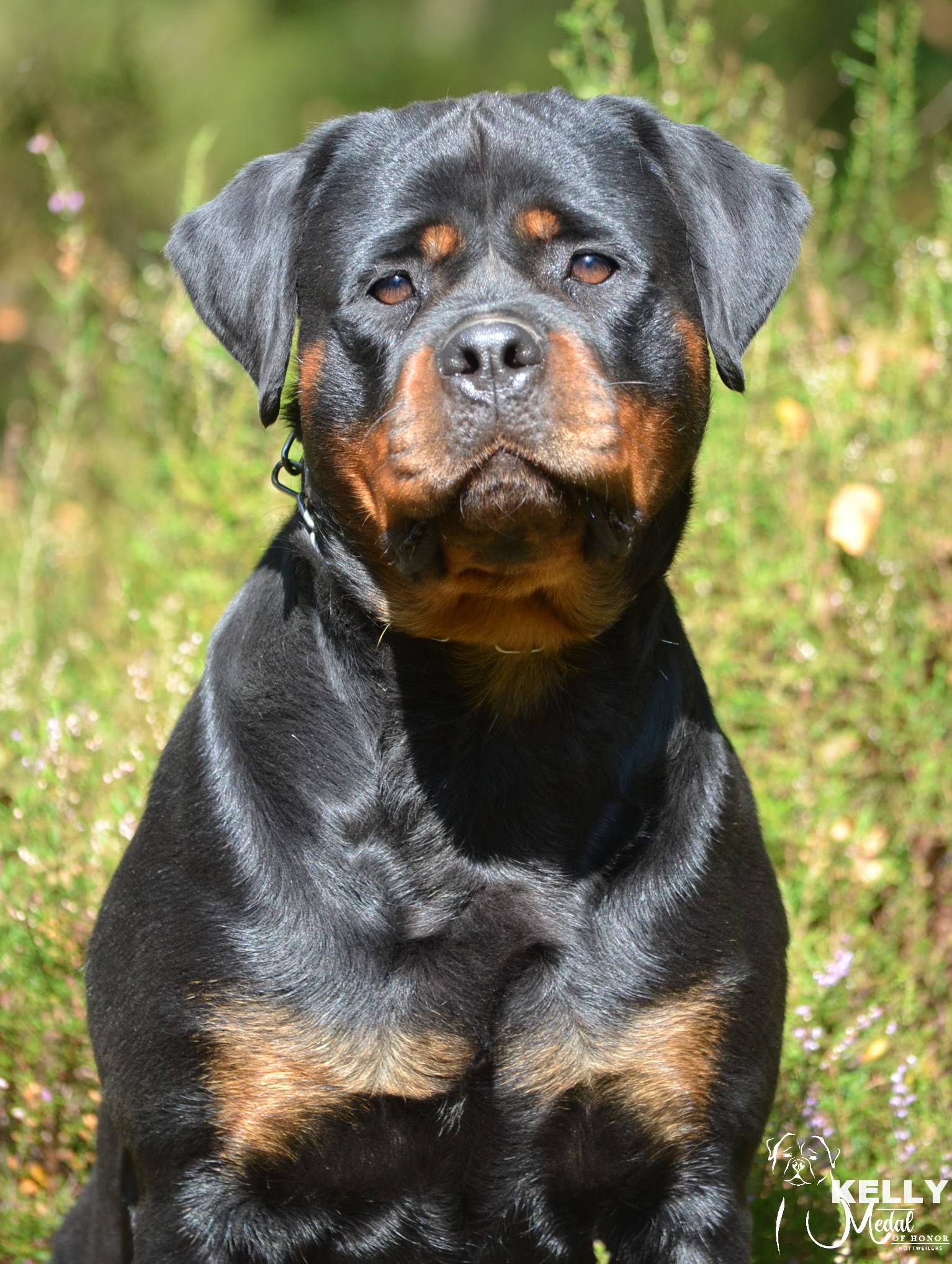 Kelly von der Burg Skiva