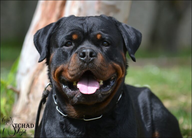 nouveau-mariage-en-vue