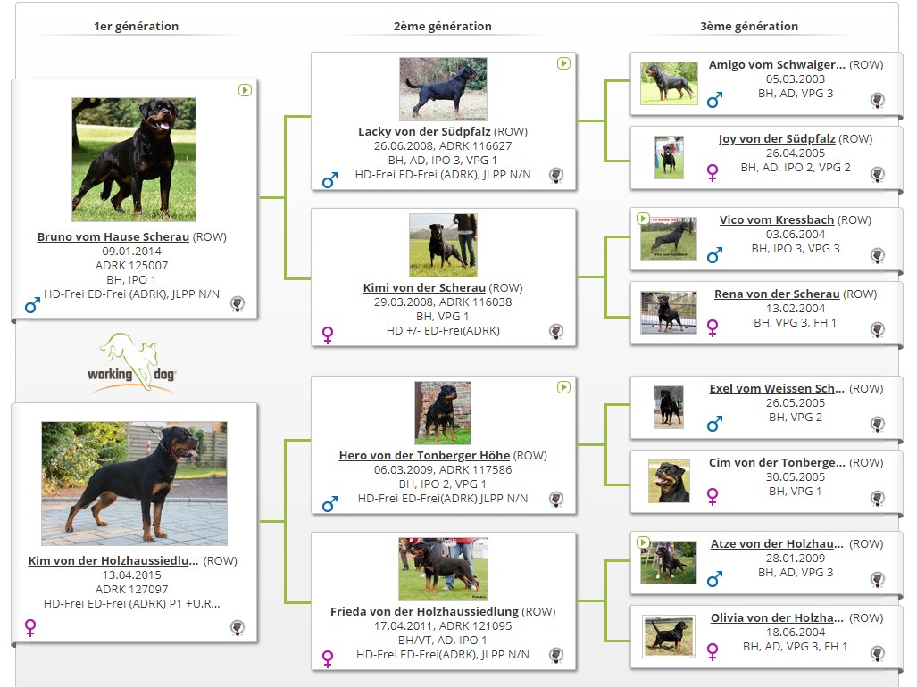 pedigree-working-dog